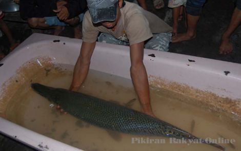 Ikan Berkepala Mirip Buaya Ditemukan Warga di wilayah C