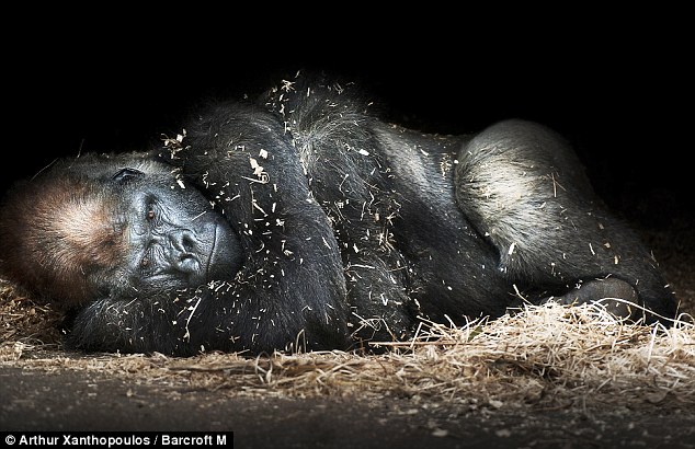 Time for bed: Rigo sleeping at Melbourne Zoo after a roll in the hay with four females