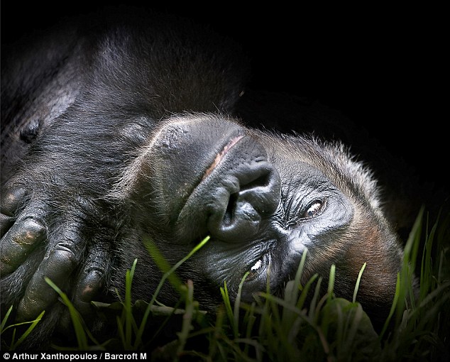 Gentle: Silverback Yuska is one of four females at the zoo and originally comes from central Africa