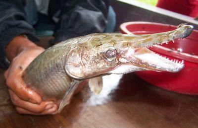 ikan berkepala mirip buaya ditemukan warga di wilayah