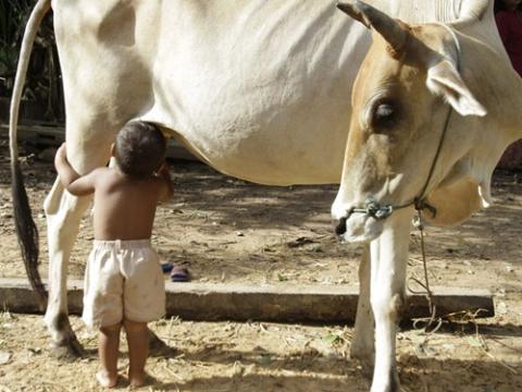 Tha Sophat, Cambodian boy who suckles from cow