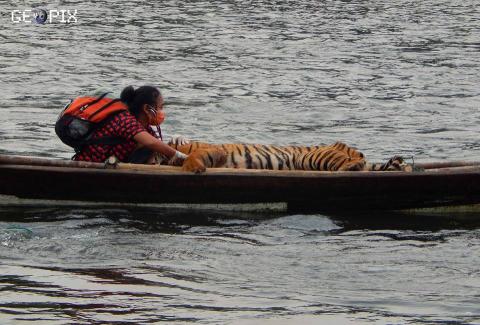 Suyanti Musabin Satu Perahu Dengan Harimau Sumatera