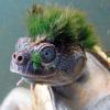 Turtle Punk