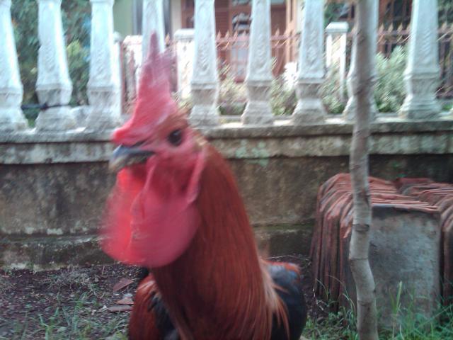 Ayam Jago