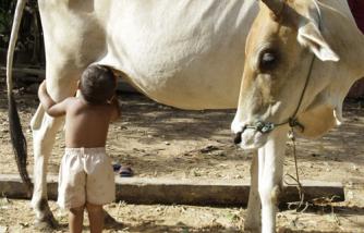 Tha Sophat, Cambodian boy who suckles from cow