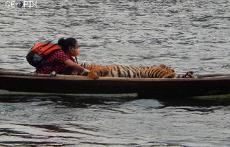 Suyanti Musabin Satu Perahu Dengan Harimau Sumatera Suyanti Musabin Satu Perahu Dengan Harimau Sumatera