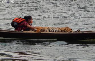 Suyanti Musabin Satu Perahu Dengan Harimau Sumatera